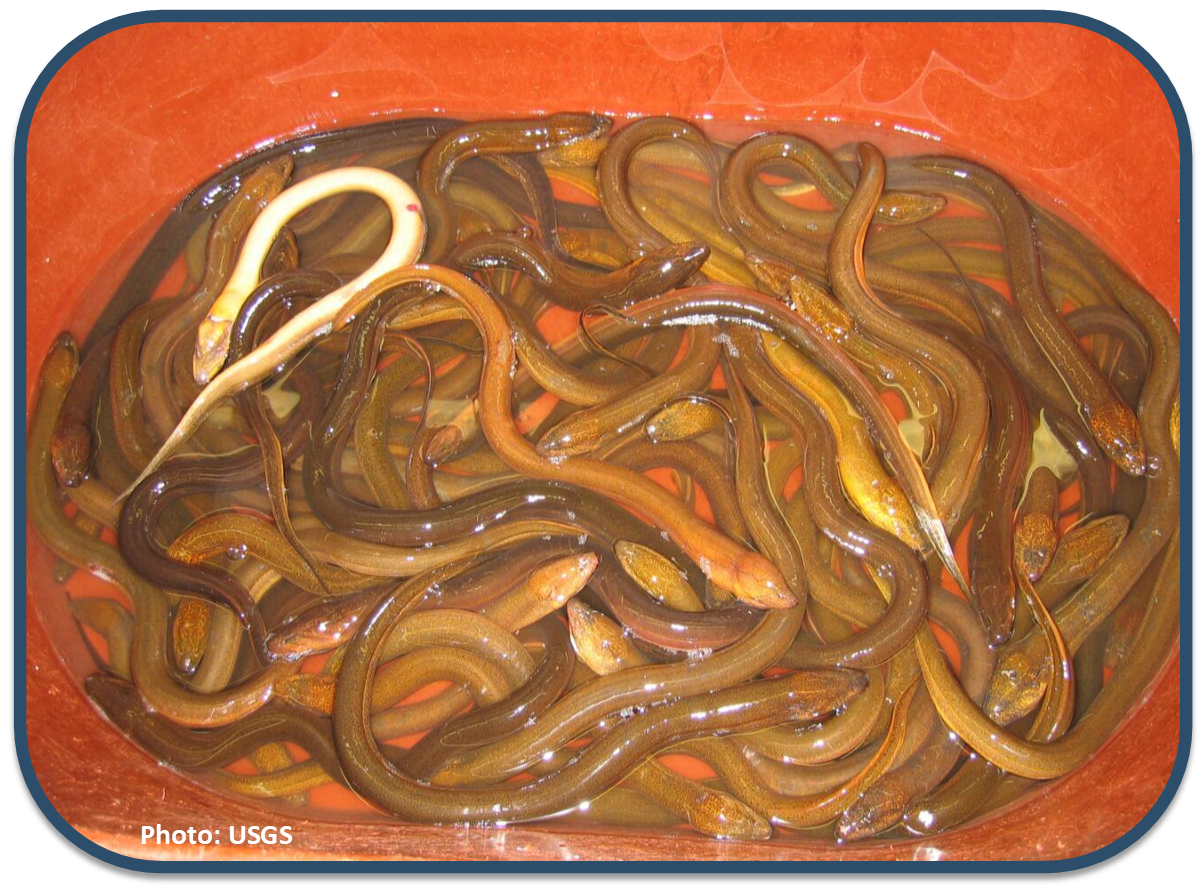 Invasive Swamp Eels being sold in a bucket at a market