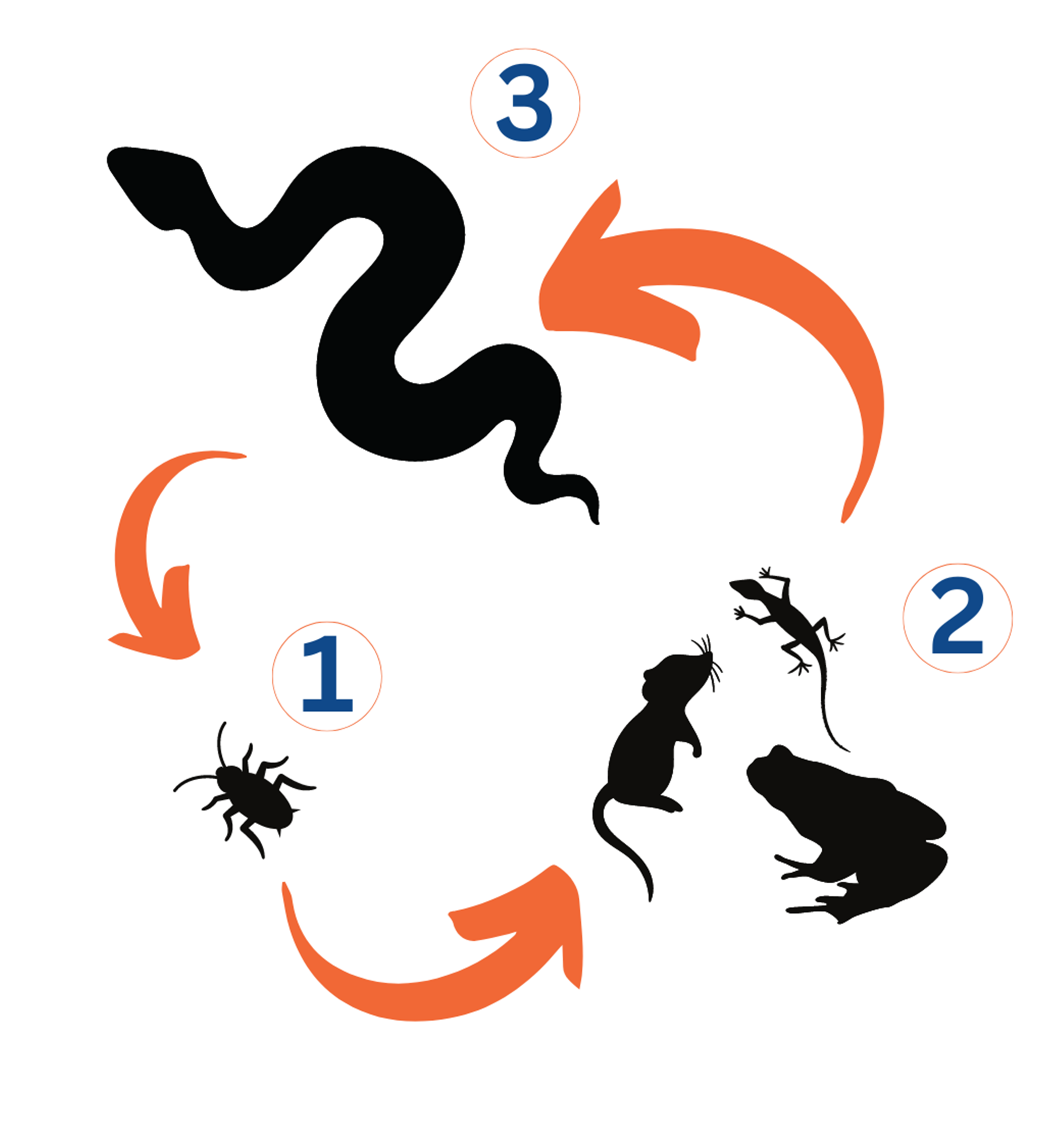 Life Cycle of Snake Lungworm